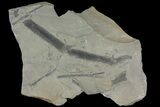 Fossil Horsetail (Annularia/Calamites) Plate - Kentucky #176786-1
